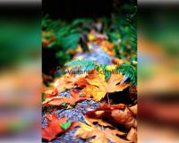 प्रधानमंत्री Narendra Modi ने मदीना में दुःखद दुर्घटना के बाद जताया दुख