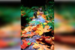 प्रधानमंत्री Narendra Modi ने मदीना में दुःखद दुर्घटना के बाद जताया दुख